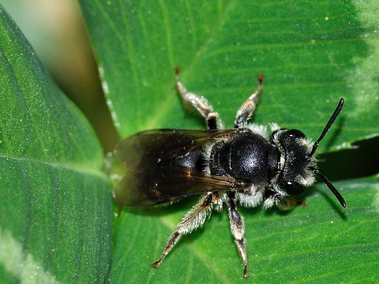 Andrena sp., femmina (Apidae Andreninae)